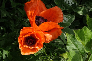 DSC00481.JPG