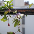 DSC00517
