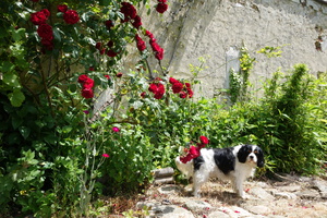 DSC00478.JPG