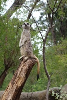 Australie