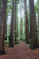 Redwoods